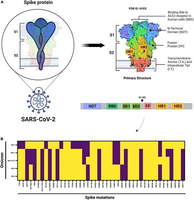 Frontiers The Emergence Of New Sars Cov Omicron Subvariants